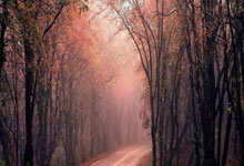 熊猫体育：2025石家庄马拉松赛鸣枪开跑 3.5万名选手参赛2025-04-01.